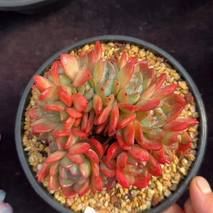 14厘米的尺寸一物一拍都