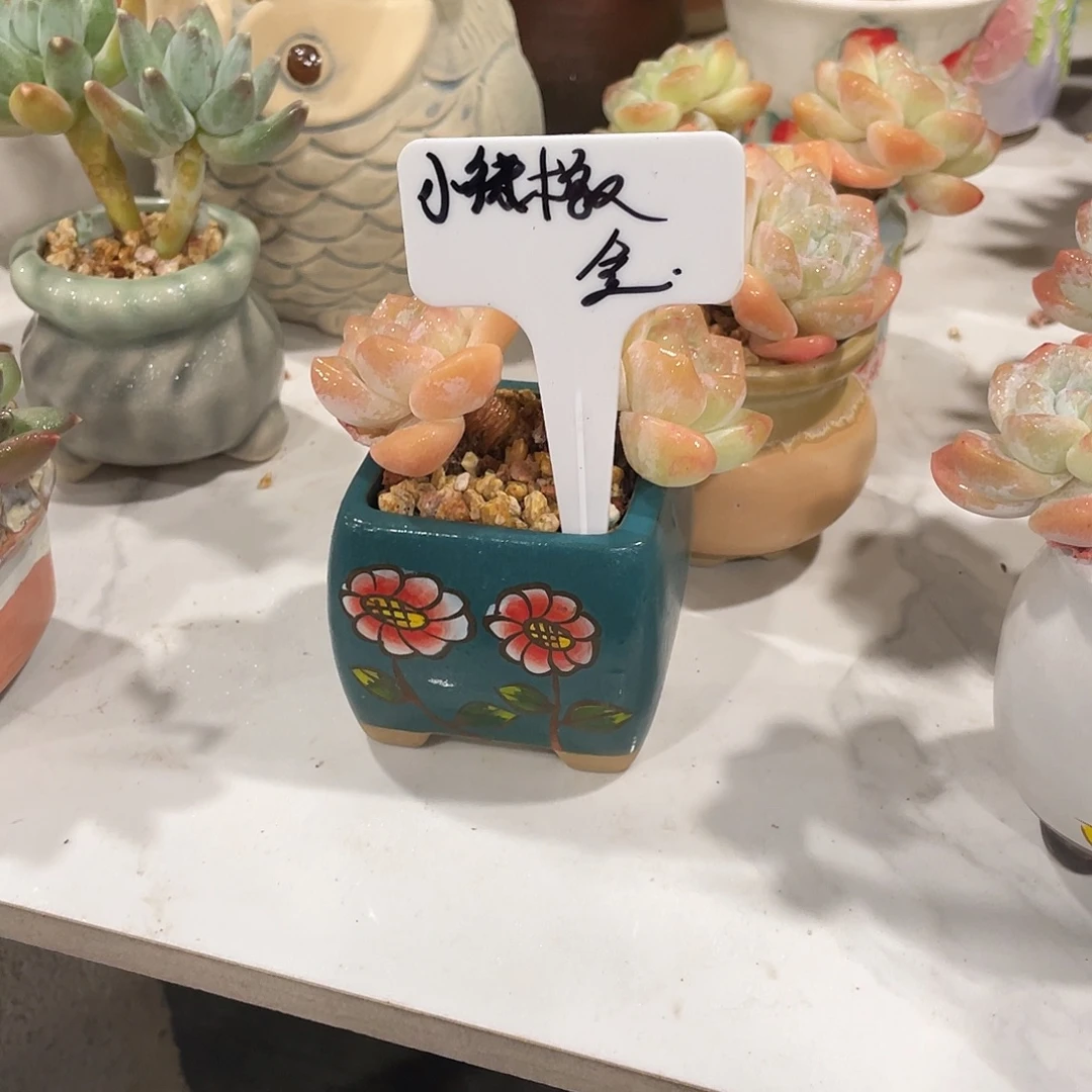 冰玉带盆七厘米发货