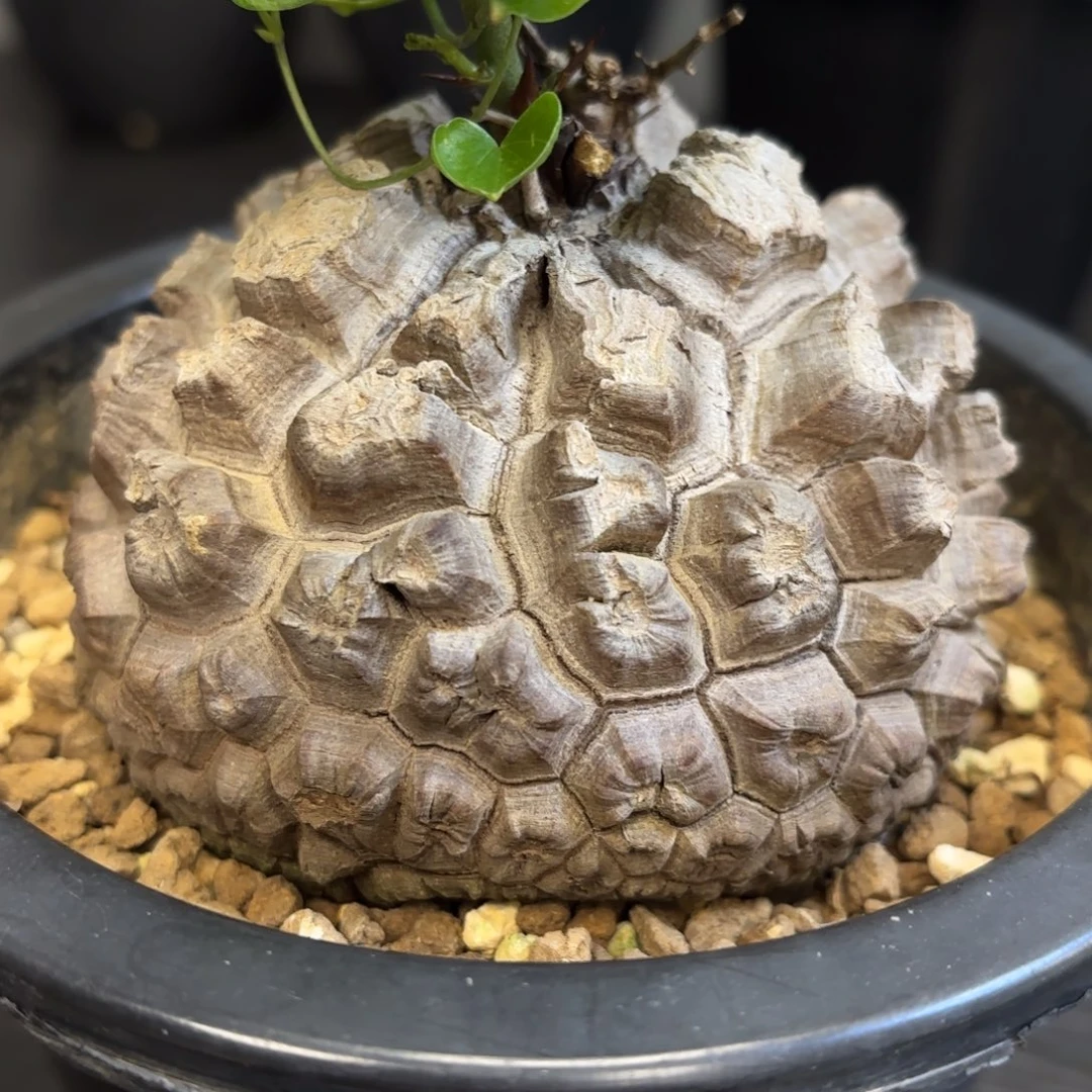 1号日系龟甲龙带盆包邮尺寸9