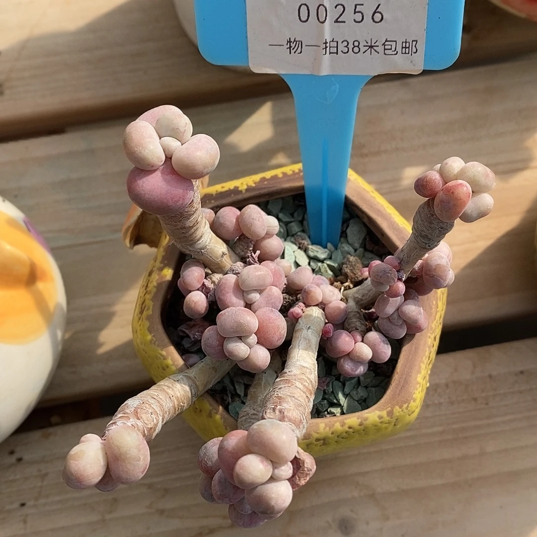 00256，哦老婆几咯璐璐预约