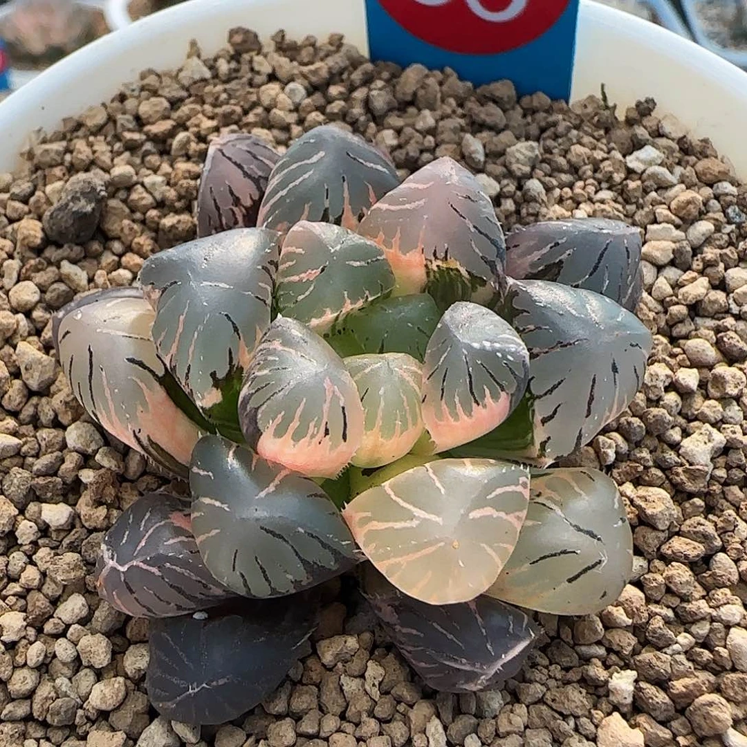 66号孔明灯玉露锦一物一拍带盆