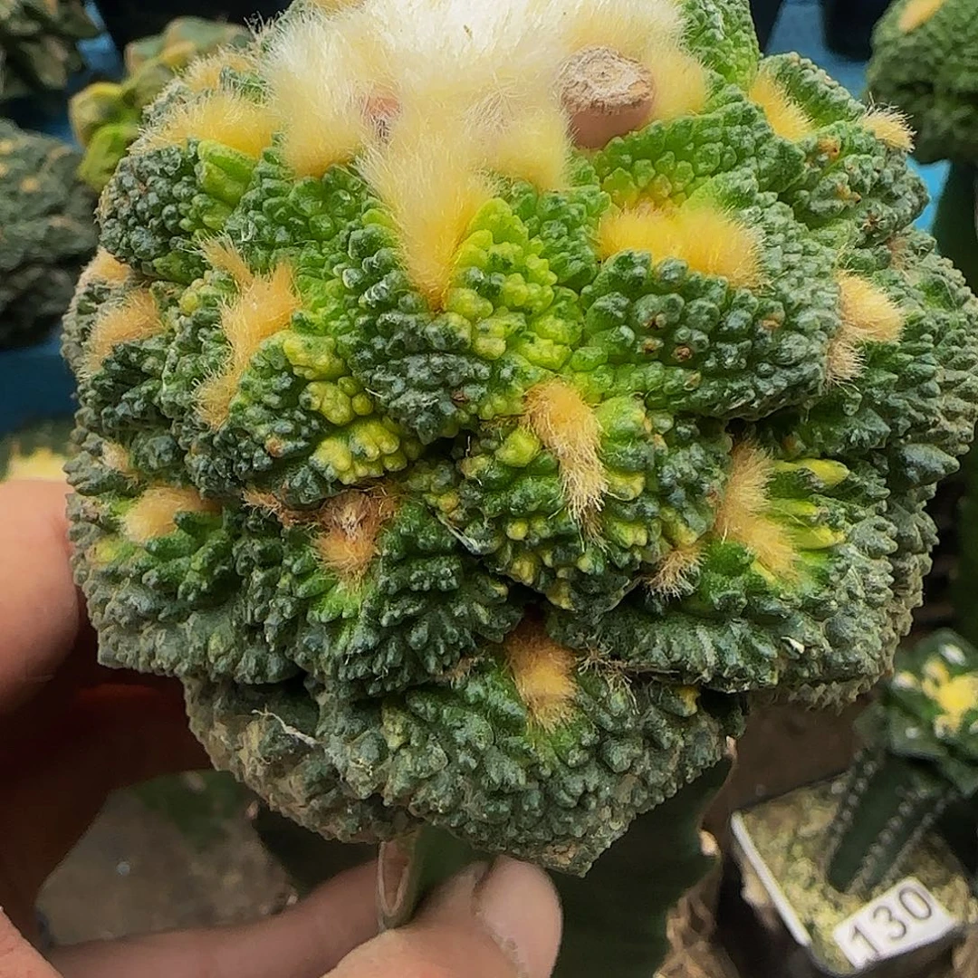 龟甲哥锦882仙人球开花