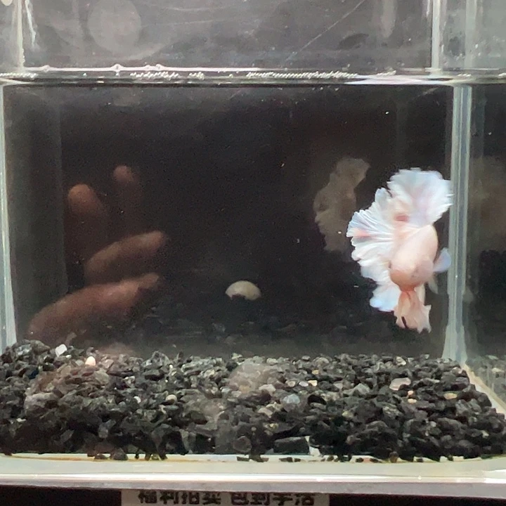 斗鱼一单包邮13日56