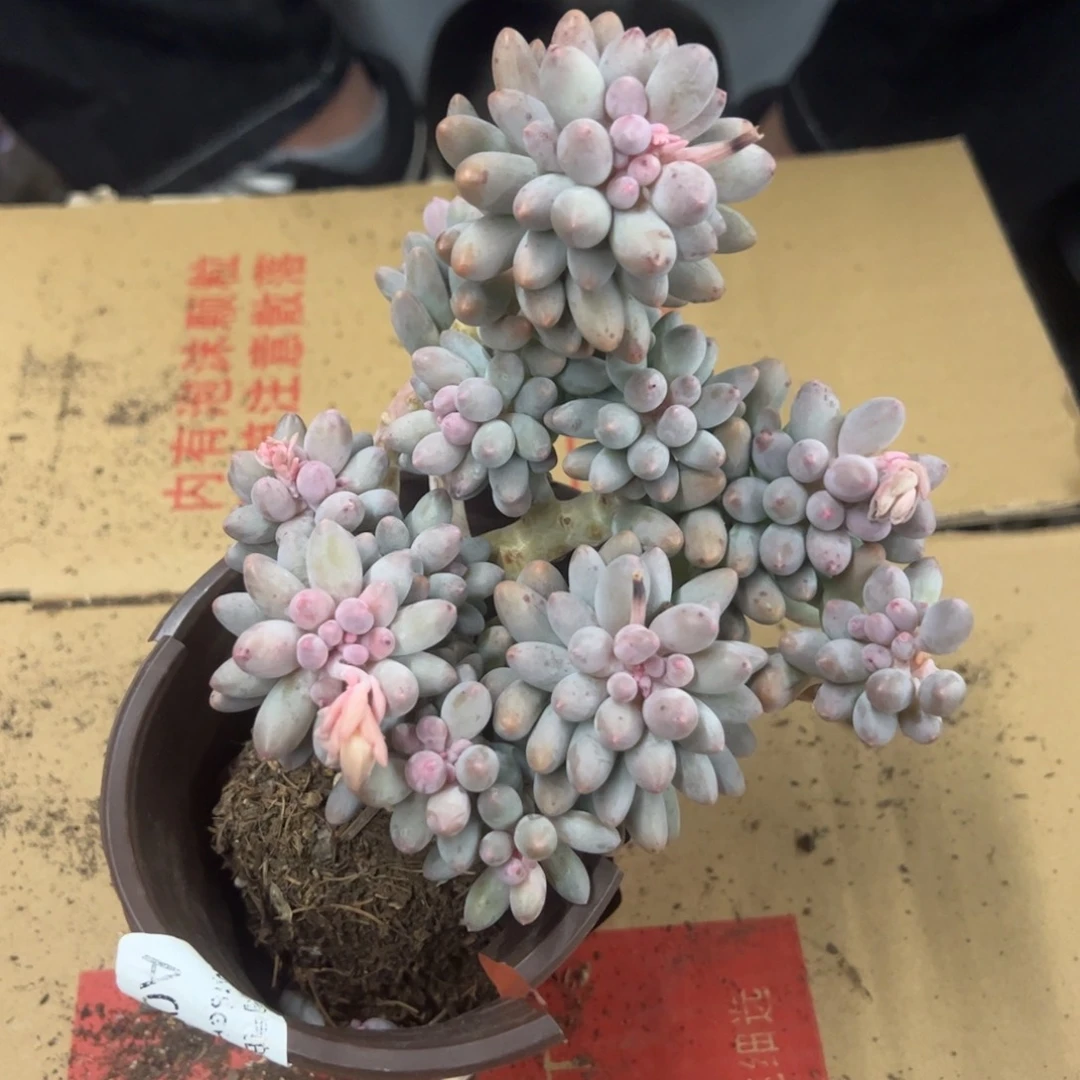 婴儿手指一物一拍1574