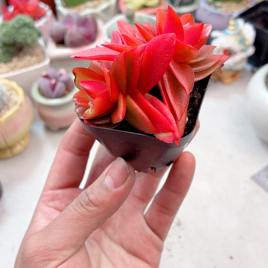 火鸡多肉植物1111