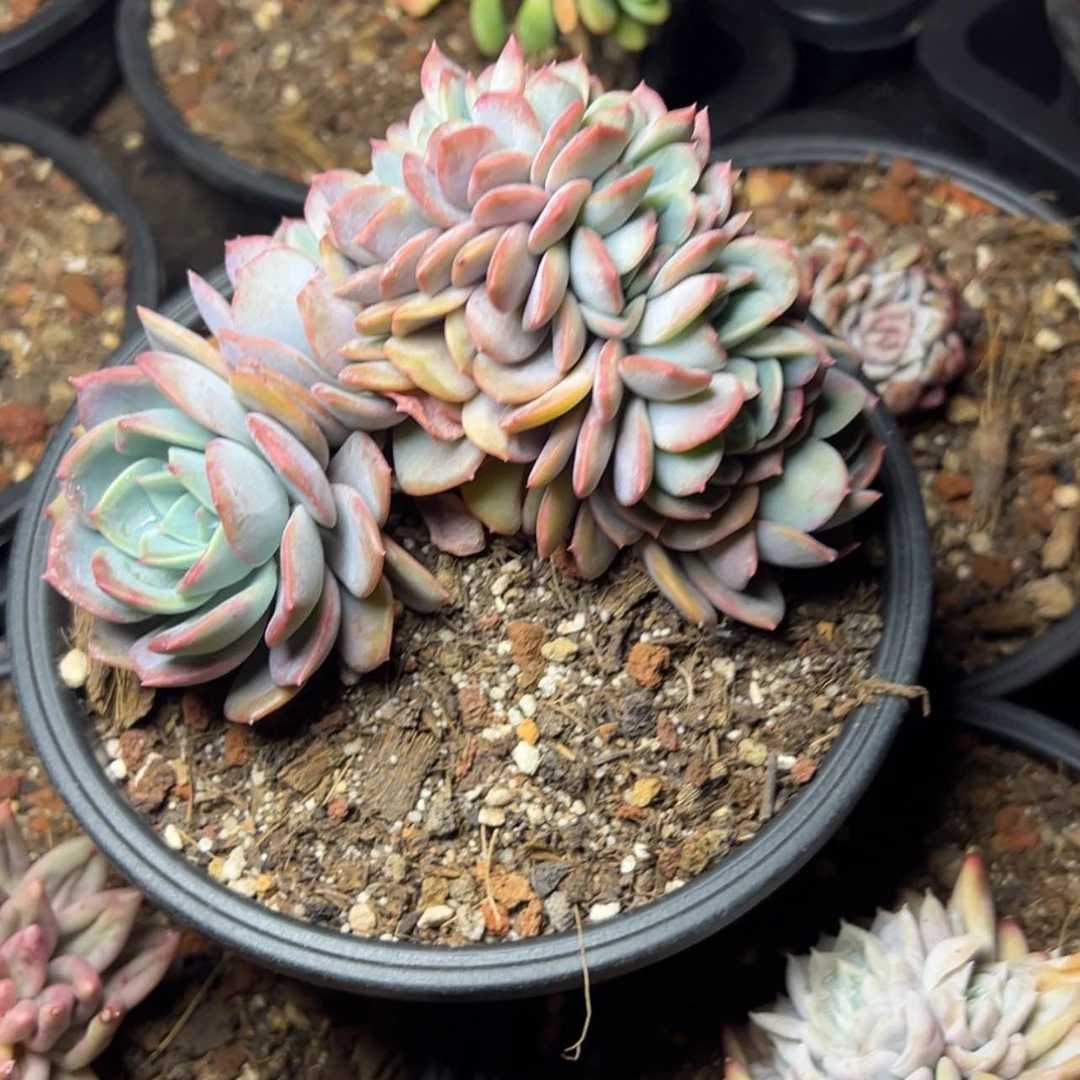 【闪购商品】杂交多肉98