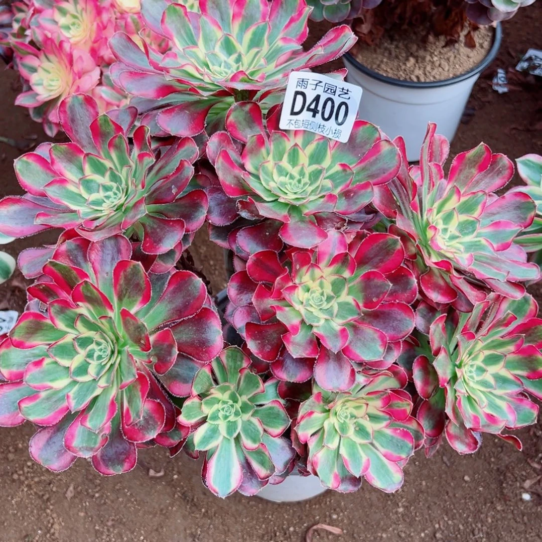 400冰淇淋雨子多肉植物