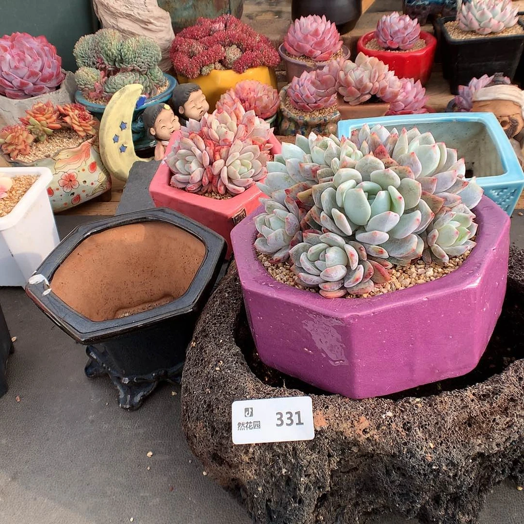 331盆5个多肉植物
