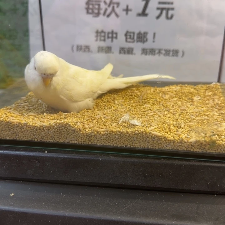 虎皮鹦鹉大头虎皮鹦鹉