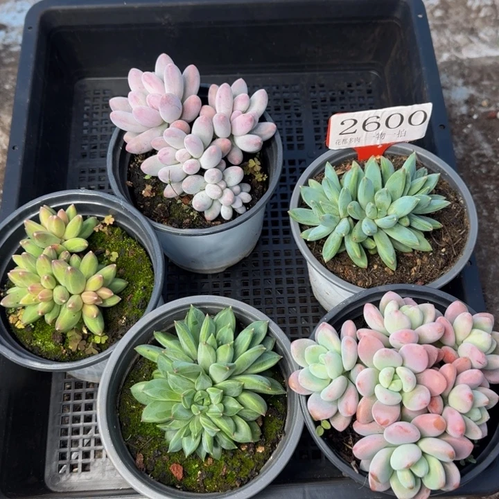 2600多肉植物一物一拍