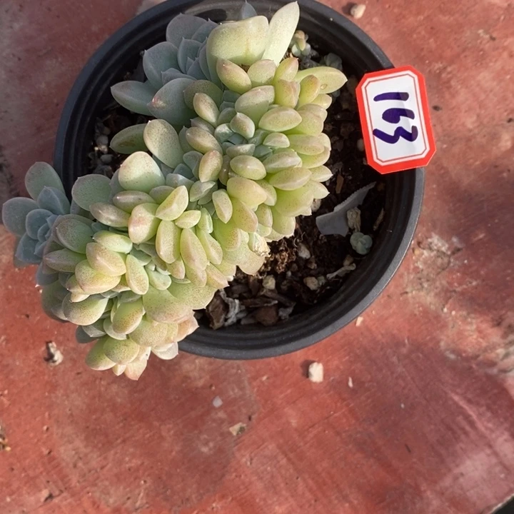 西**心一物一拍水果糖多肉163