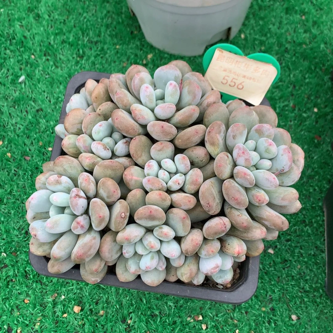 香香雪老桩无砍平头556