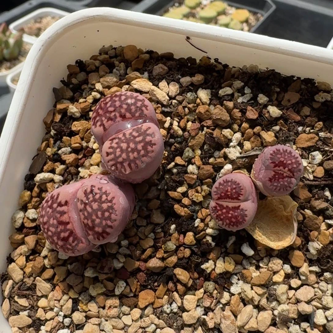 g****aG370带盆土发货新品紫寿丽混合四年半