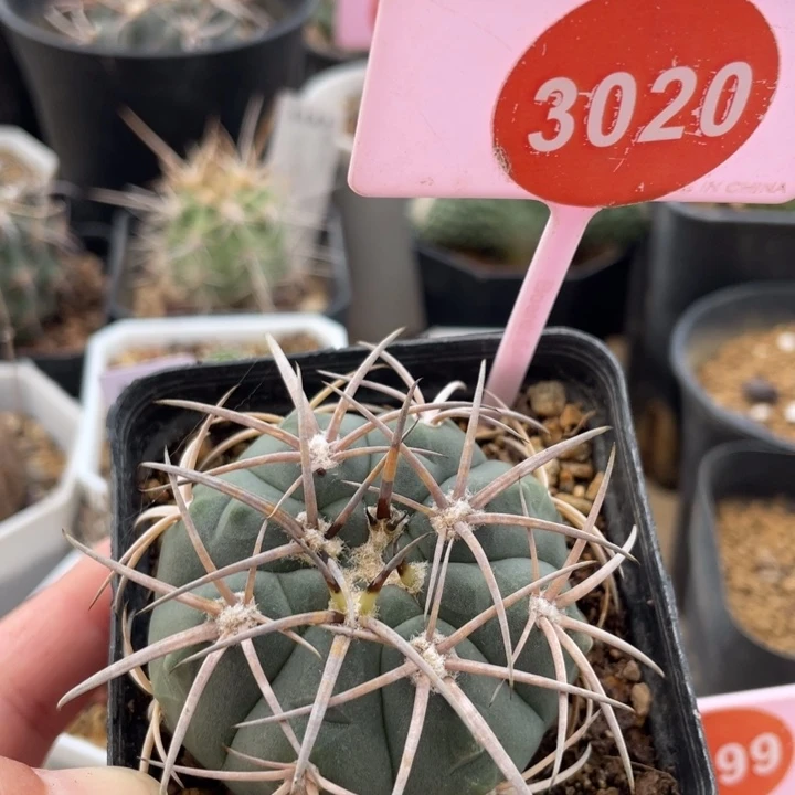 实生狂刺天平30203020
