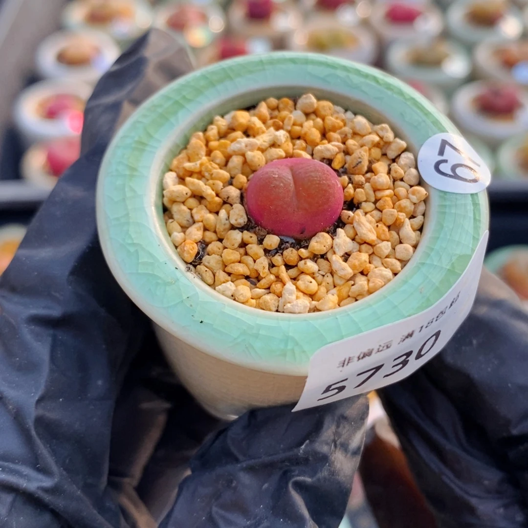 5730--一物一拍 带盆 吕