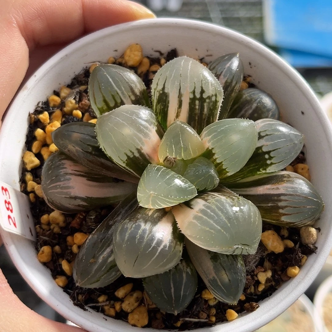 283糯玉露锦福利福利