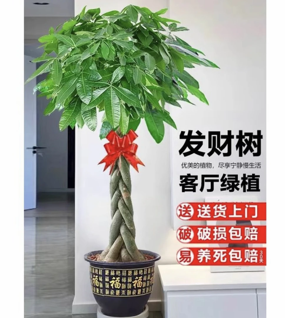 1.5-1.6米辫子发财树大型绿植室内公司客厅办公室开业摆放盆栽