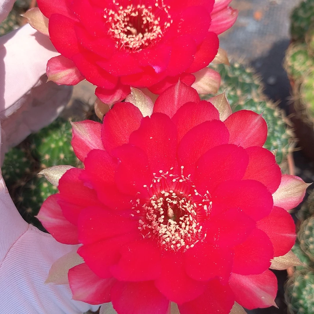 1975实生丽花10公分杯