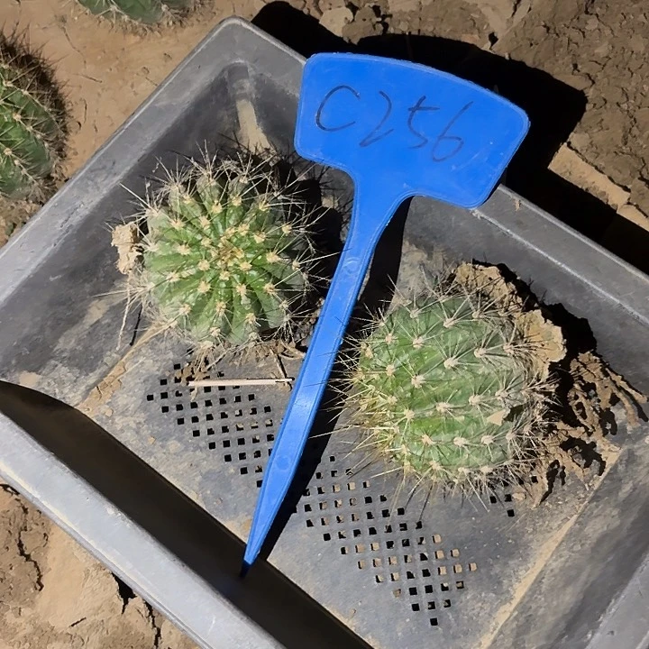 随*.C256,35号两颗瑕疵