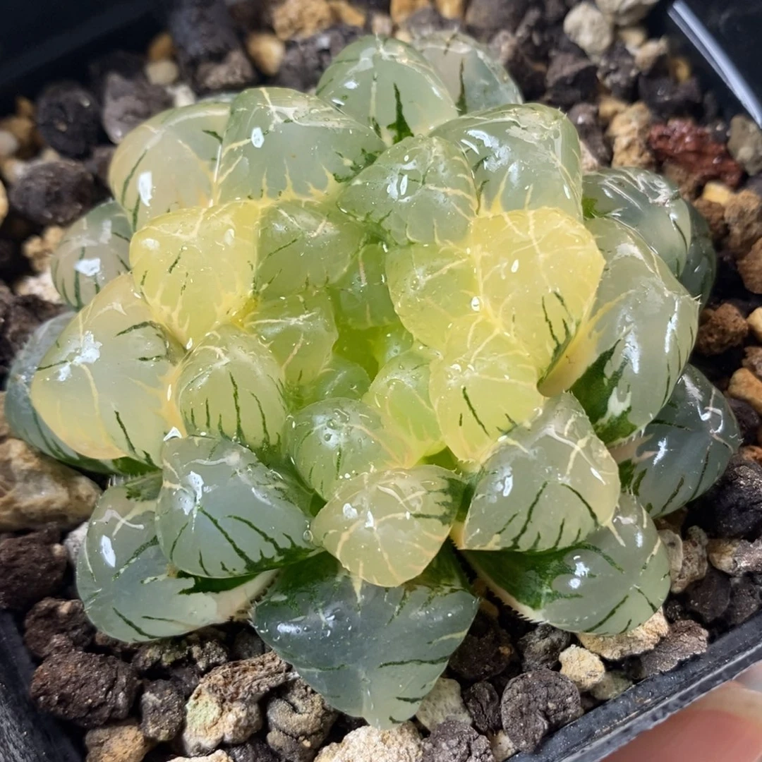 454湖水玉露锦一物一拍