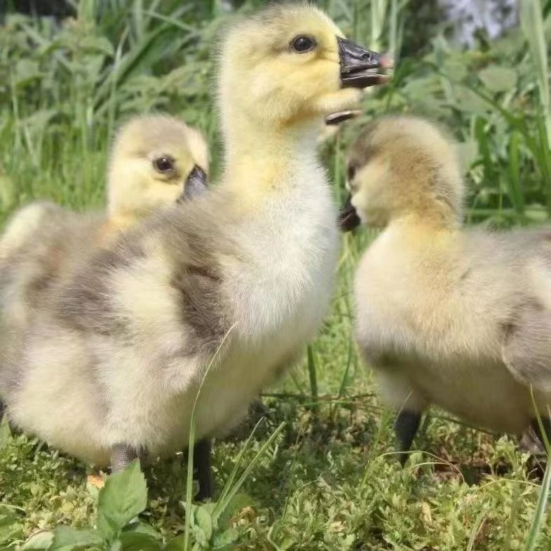 3两左右灰（狮头）特大品种宠物活体顺丰包邮