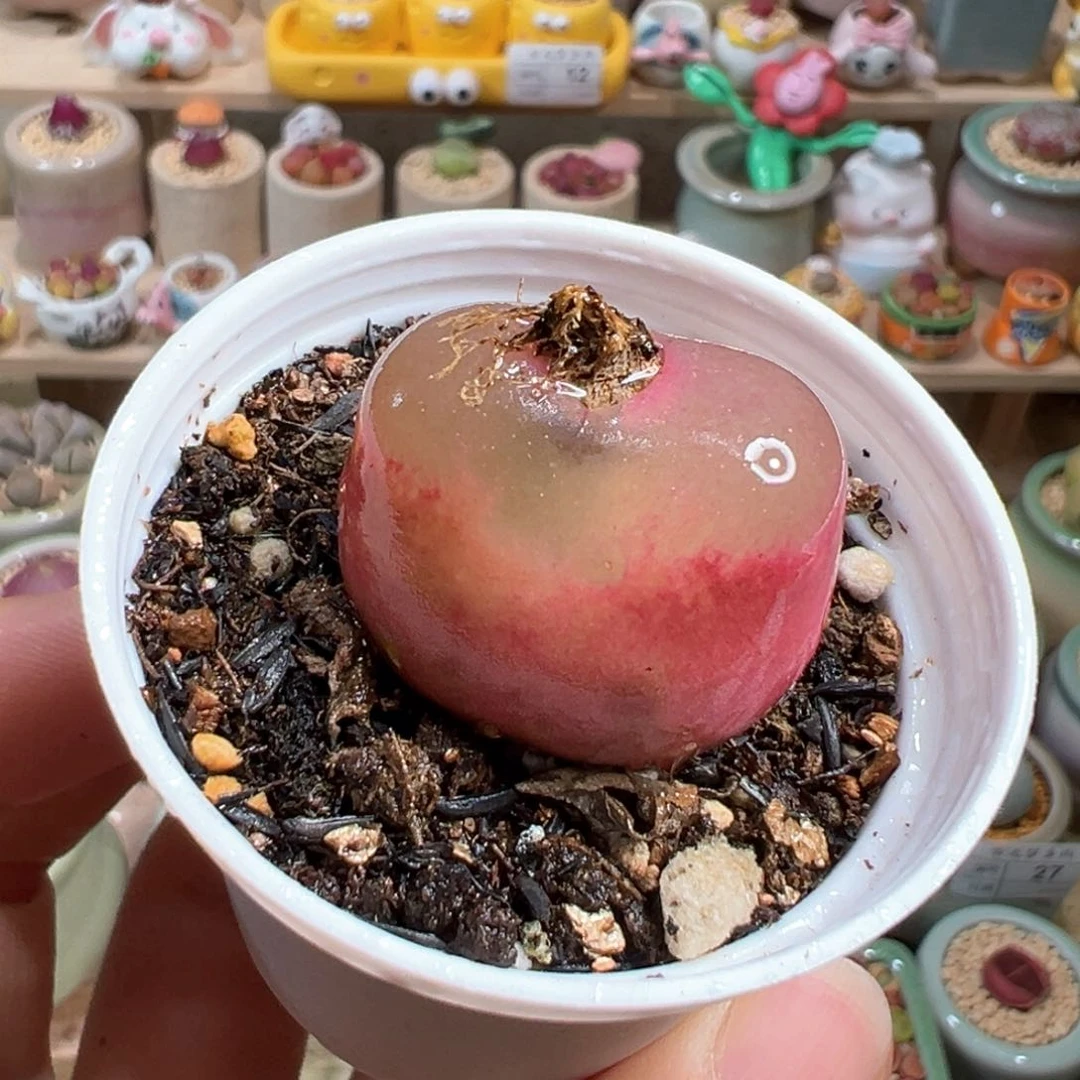 自**放多肉植物36号荔枝毛