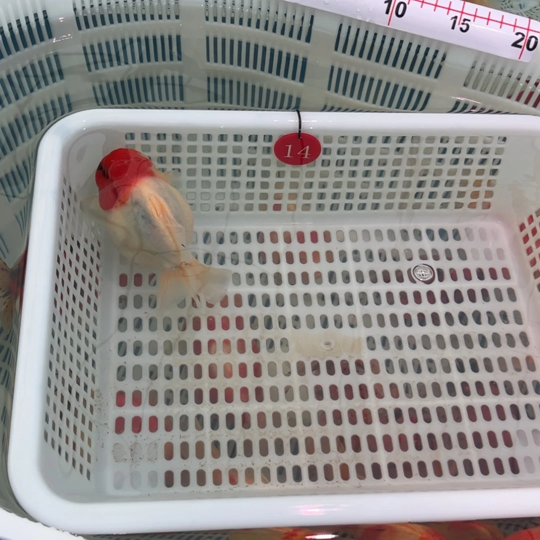 锅***子金鱼你好吗我好想好