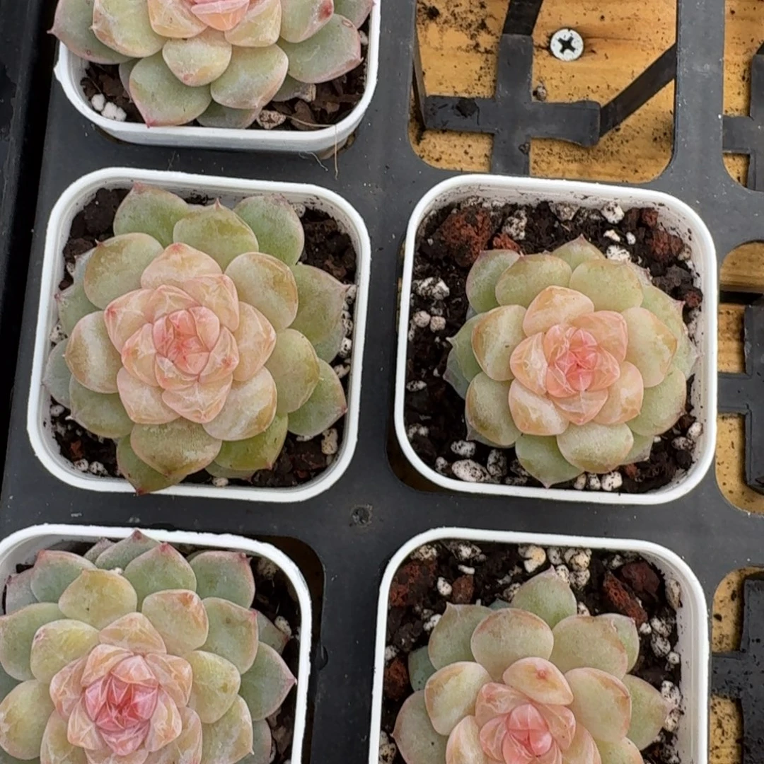 1020-78-桃夭单头量拍