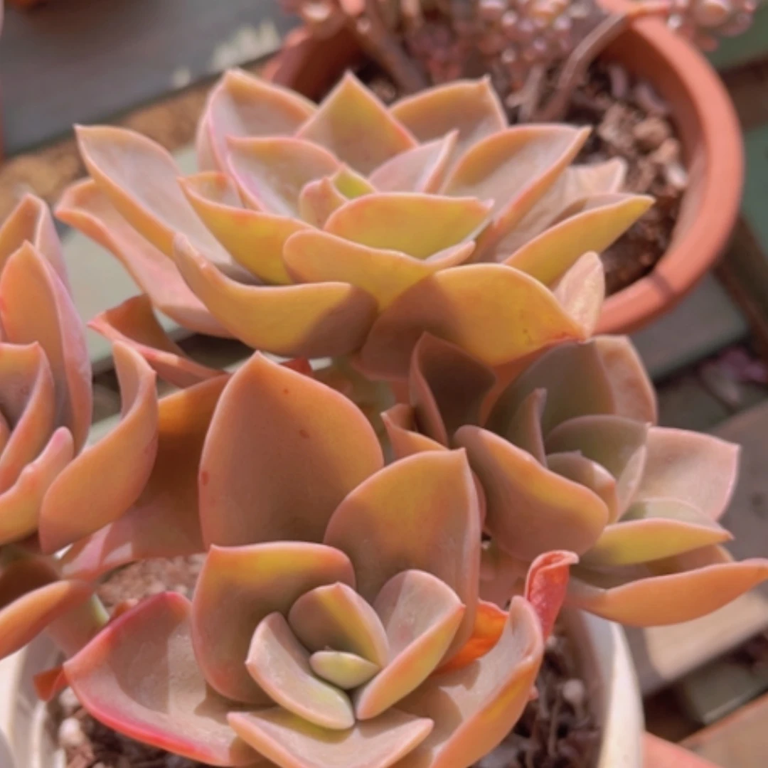 【闪购商品】赫氏05244