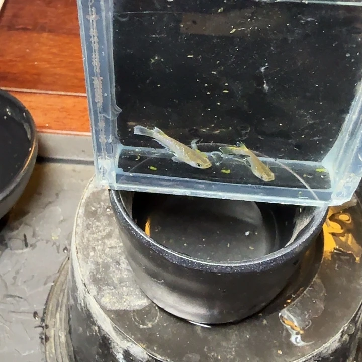 青鳉鱼15号拍品奶酪