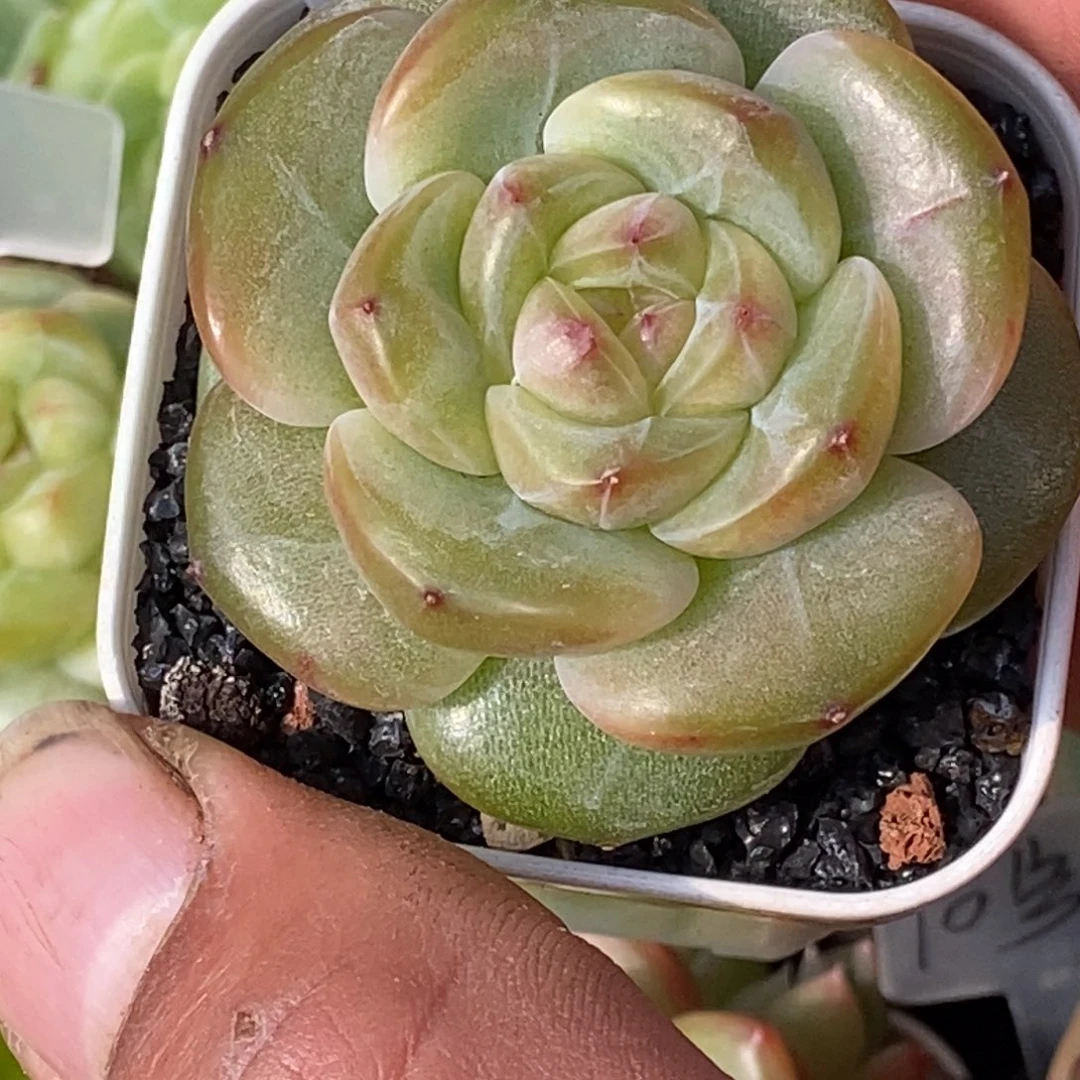 天官赐福百无禁忌