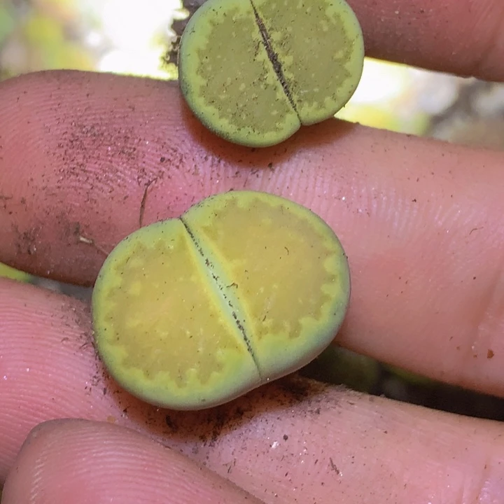 18859999699689966656