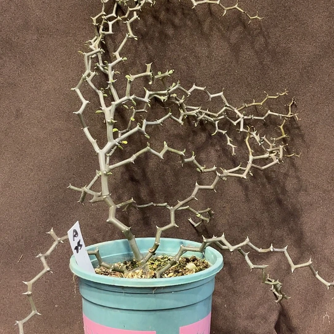 潮流植物 弯曲龙 半折 A25