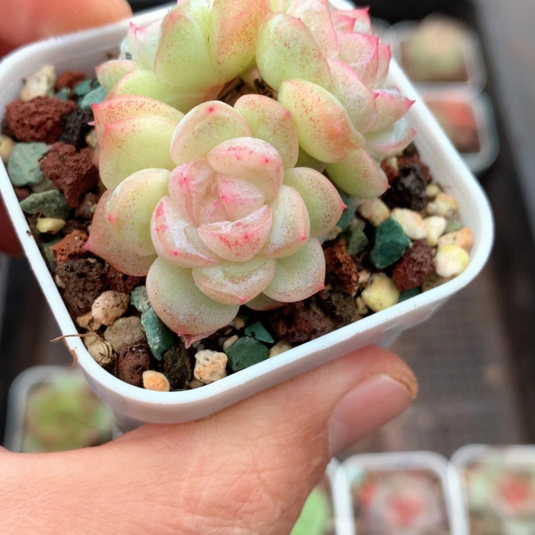 白底色白粉心。      8号