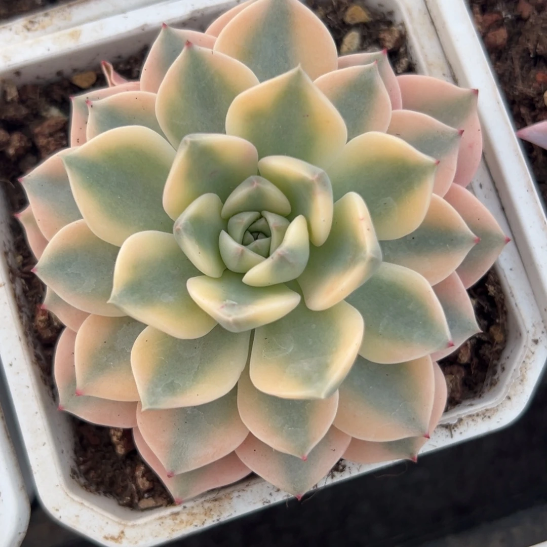 红粉佳人锦，宽覆轮锦