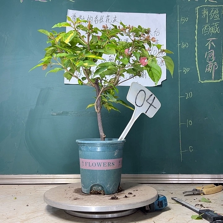 当前无花栽培后可以开花  金心双色洋红公主同株  04