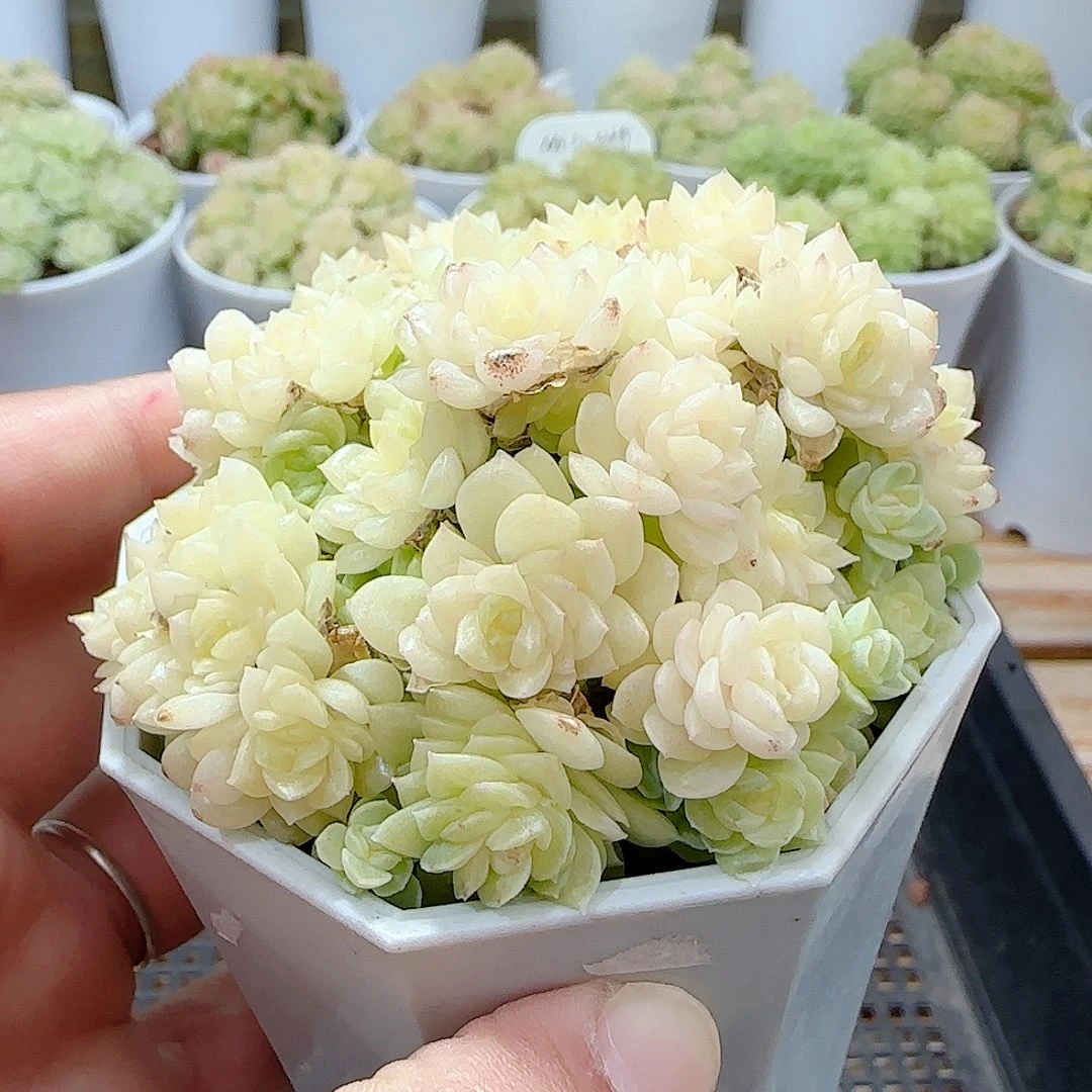 1101-5（开播福利））