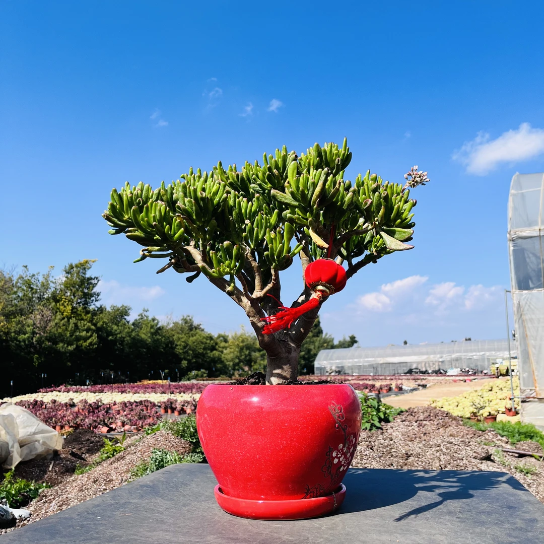 三年老桩精品吸财树【高度20厘米 冠幅20厘米以上 主桩直径3厘米】