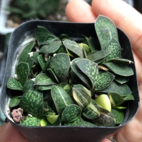 子宝锦群带盆带盆发货