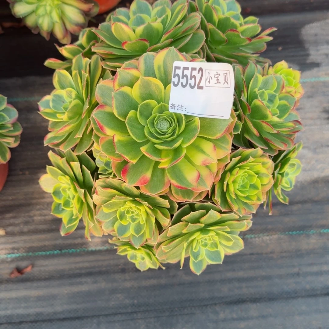 橙****光5552奶白多肉多肉