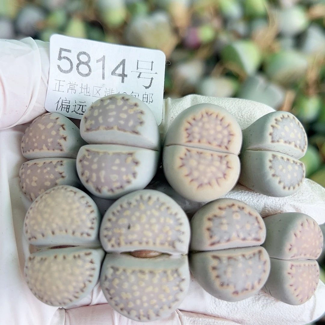 5814四年饼干8个2-2.5cm