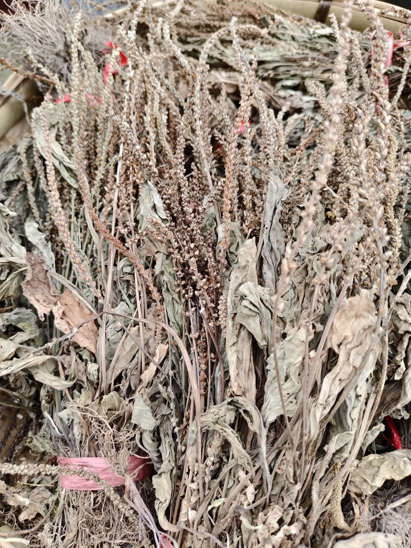 农村车前草五根草优质天然食材