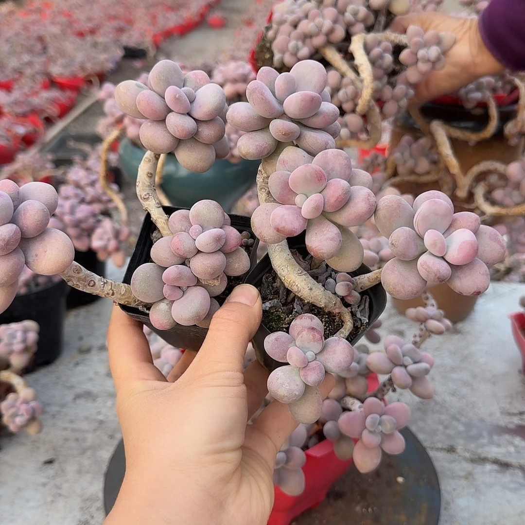 桃蛋老桩两颗不带盆21号