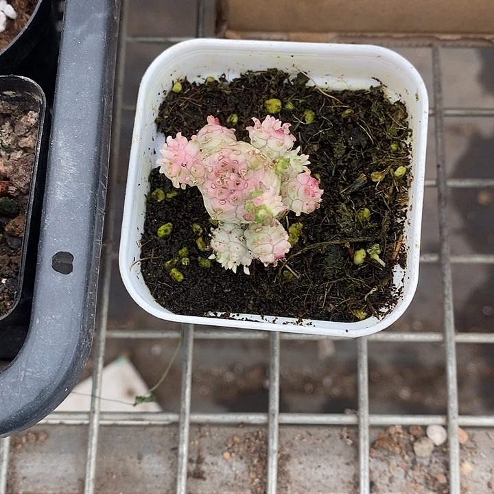 开播前的一个晚上我