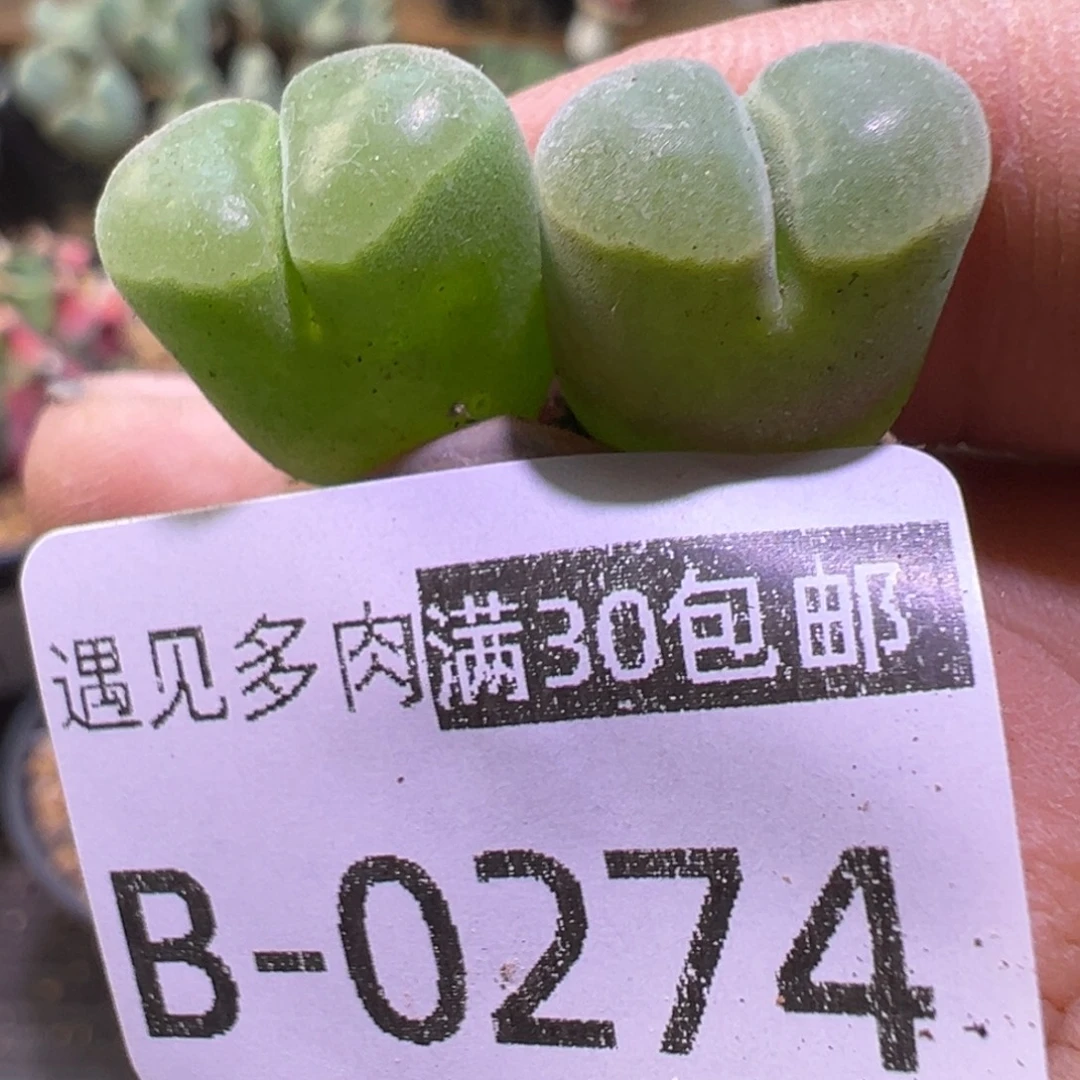 多肉植物11111111111