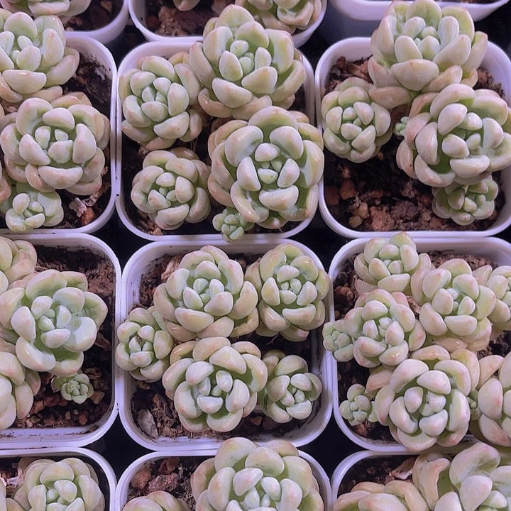 精品带盆土发泡泡糖群多肉