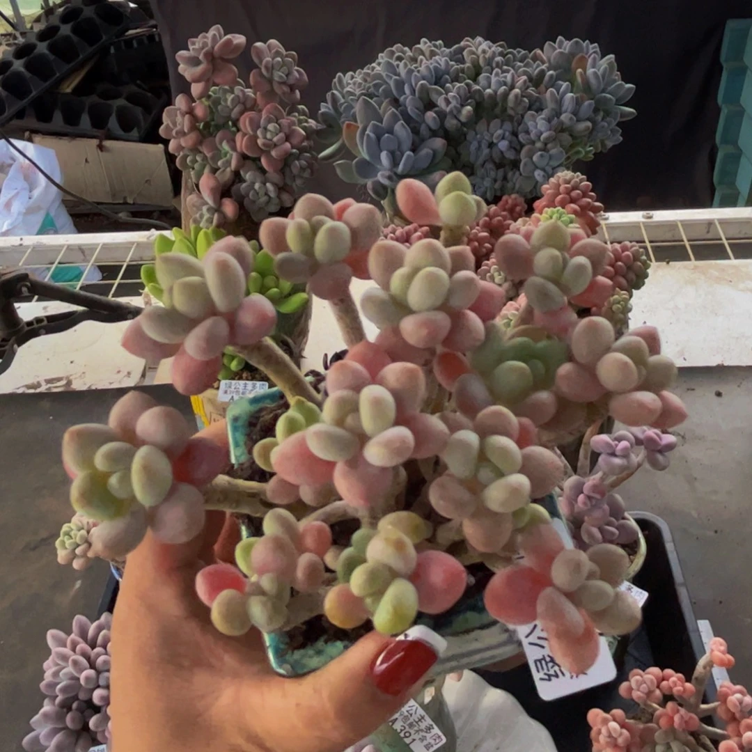 鱼子酱402/10cm多肉