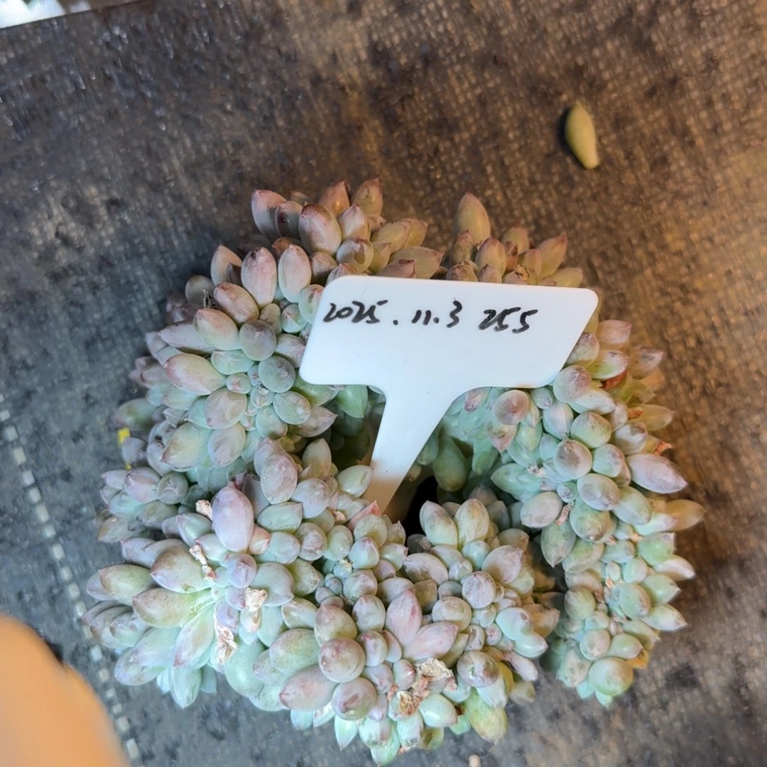 一物一拍所罗门缀化255