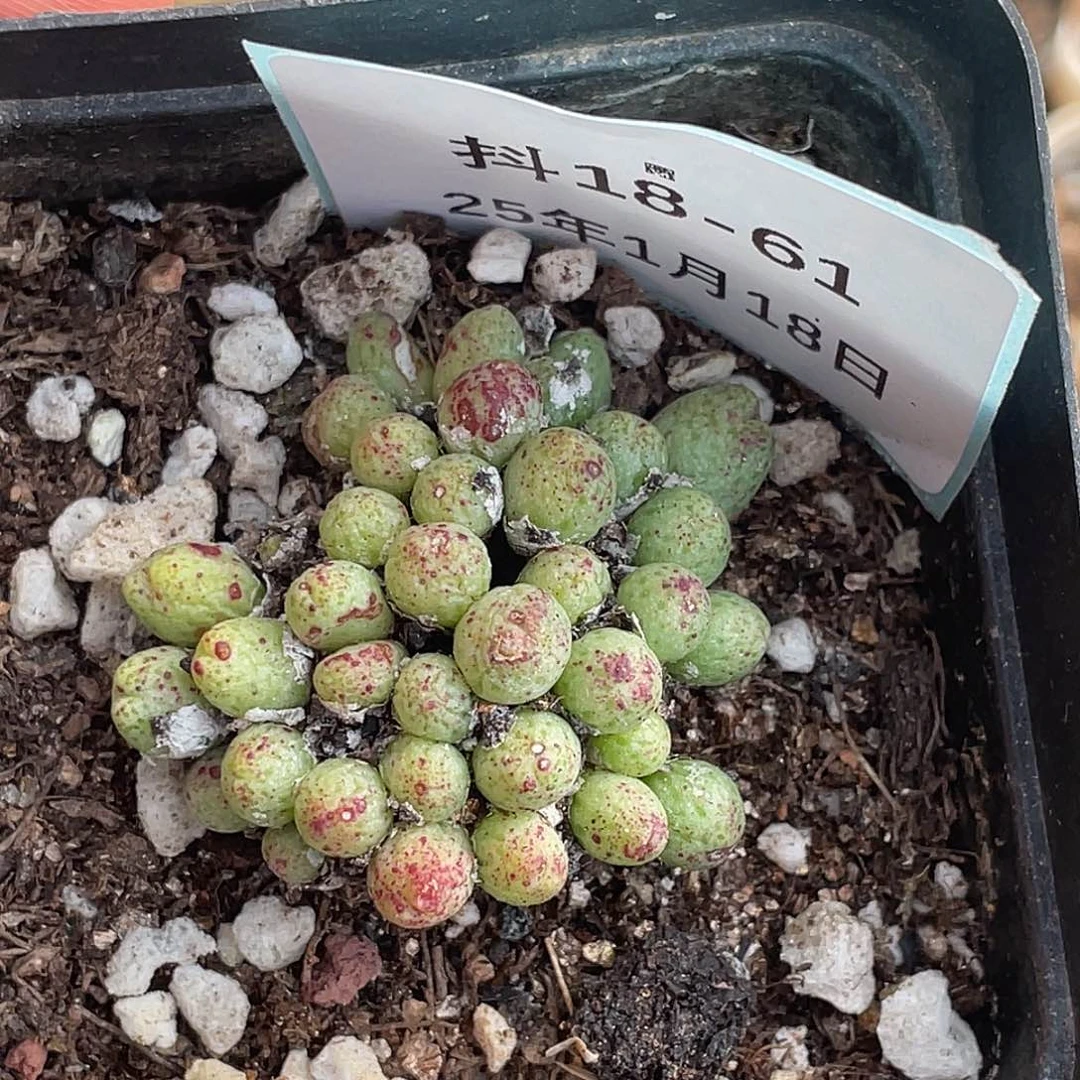 b*u18-61肉锥多肉植物