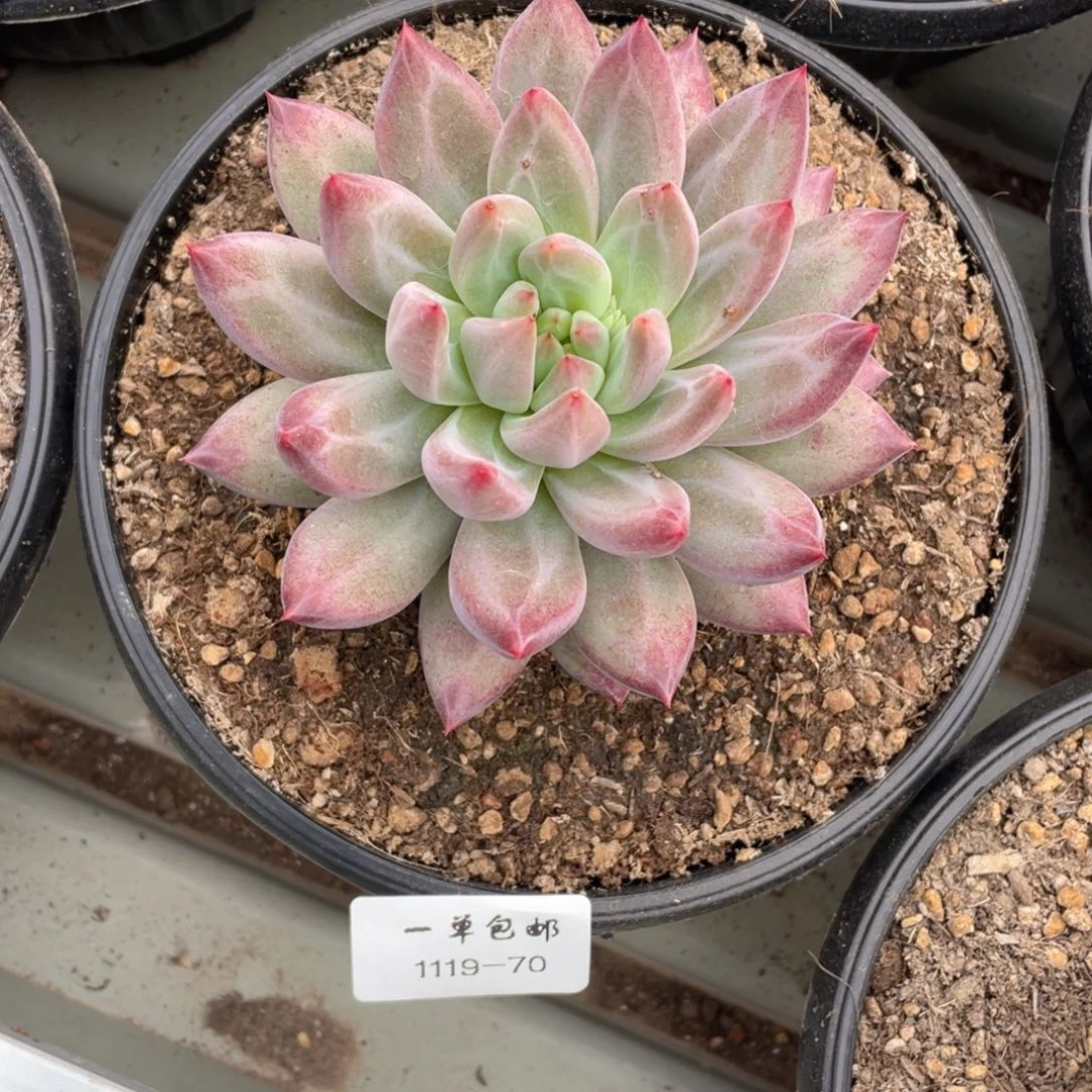 临****社1119-70-虞美人，，，，，